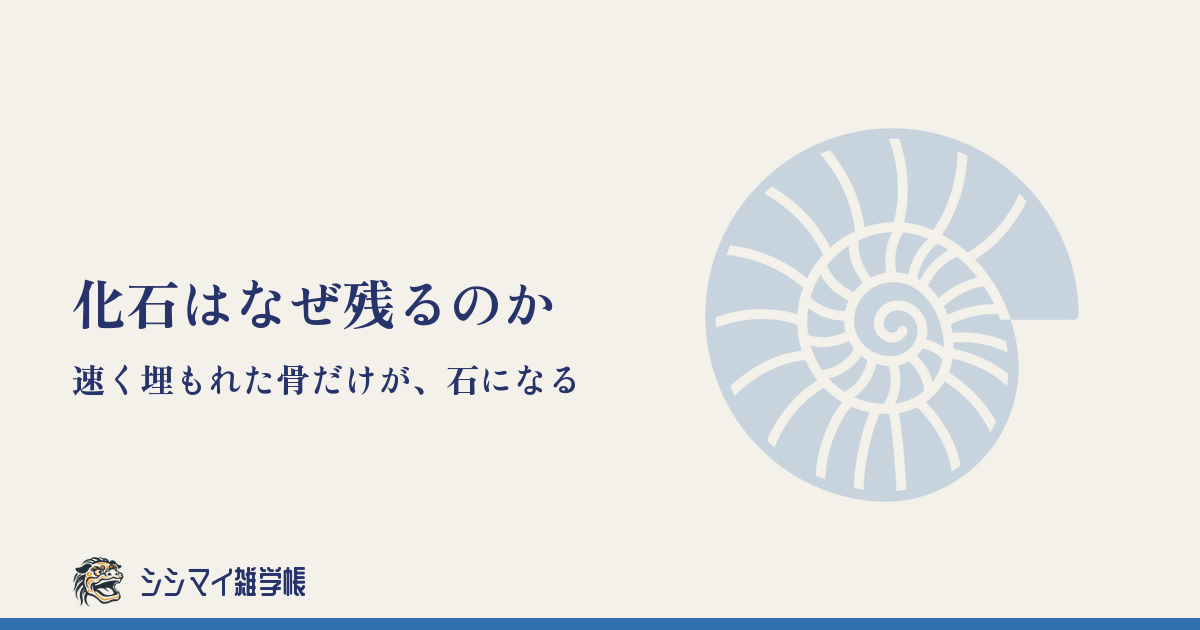 化石はなぜ残るのか——速く埋もれた骨だけが、石になる