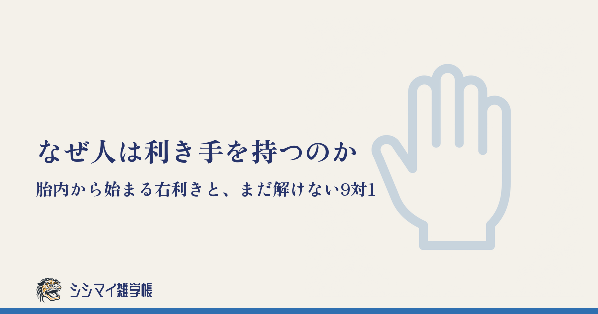 なぜ人は利き手を持つのか——胎内から始まる右利きと、まだ解けない9対1